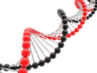 DNA-non-brevettabile-decisione-corte-suprema